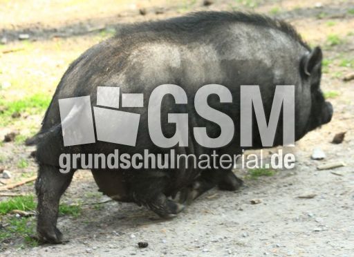 Hängebauchschwein-7998.jpg